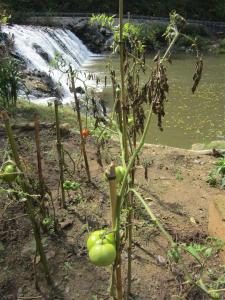 2012-10 - VA - IMG_1248 mill garden tomato falls (Large)