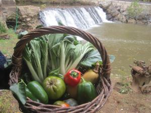 2013-10 IMG_4841 mill house garden veggies falls (Large)