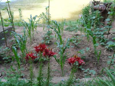 2014-06 DSC00891 mill house garden flowers creek (Large)