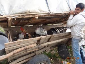 2014-10 DSC01510 DSC08667 roma trip gypsy caravan chickens pots (Large)