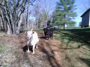 2015-04 IMG_20150401_102507_867 coffee and goatie on path (Large)