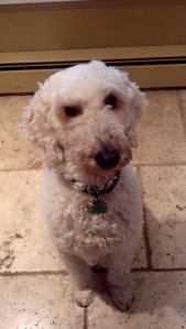 RIP, Sasha the dog. Sorry our time together was so short.