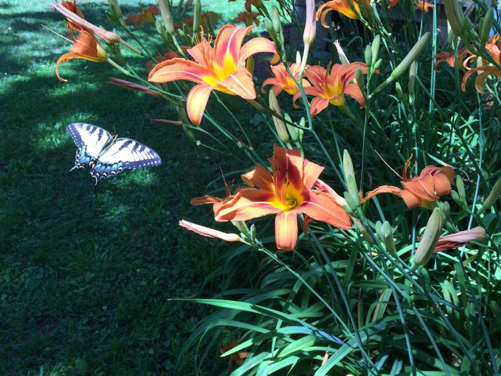 2015-06 IMG_20150616 IMG_0044 farmhouse lilies butterfly in flight (Large)