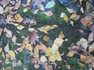 Piney River, Virginia. October 2013.