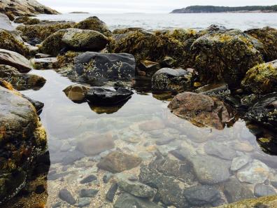 2015-09 IMG_1614 acadia thunder hole tidal pool (Large)