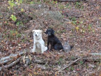 2014-11 DSC01796 mill house knoll honey coffee kitty (Large)