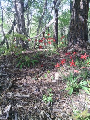 2015-04 IMG_20150427_171241_597 firepaint on knoll (Large)