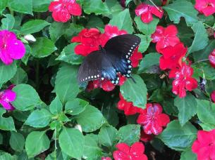 2015-08 IMG_0876 farmhouse lawn flower butterly (Large)
