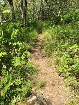 2015-05 IMG_20150523 IMG_0582 appalachian trail path (Large)