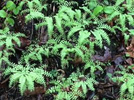 2016-04 IMG_4369 green ferns mpr (Large)