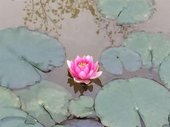 2016-05 IMG_4441 frog pond lotus blossom flower (Large)