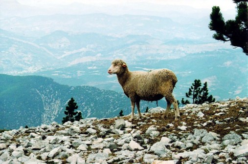 2007-08c Sheep atop Mount Ventoux - Su 2007.jpg