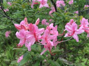 2015-05 IMG_20150523 IMG_0569 blue ridge flowers AT (Large)