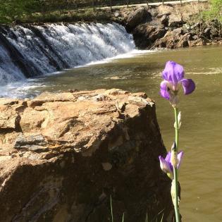 2016-04 IMG_4358 mill pond dam flower (Large)