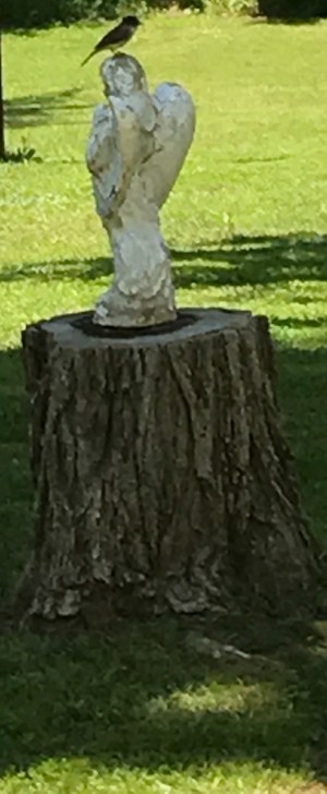 2017-05 IMG_7345 farmhouse lawn bird on angel head_edited