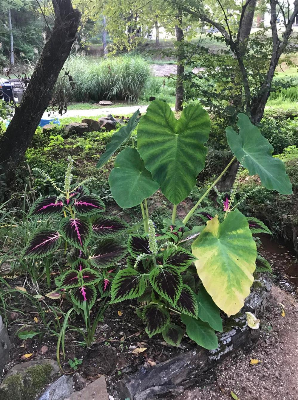 2017-08 IMG_8655 mill yard garden plants (Large)